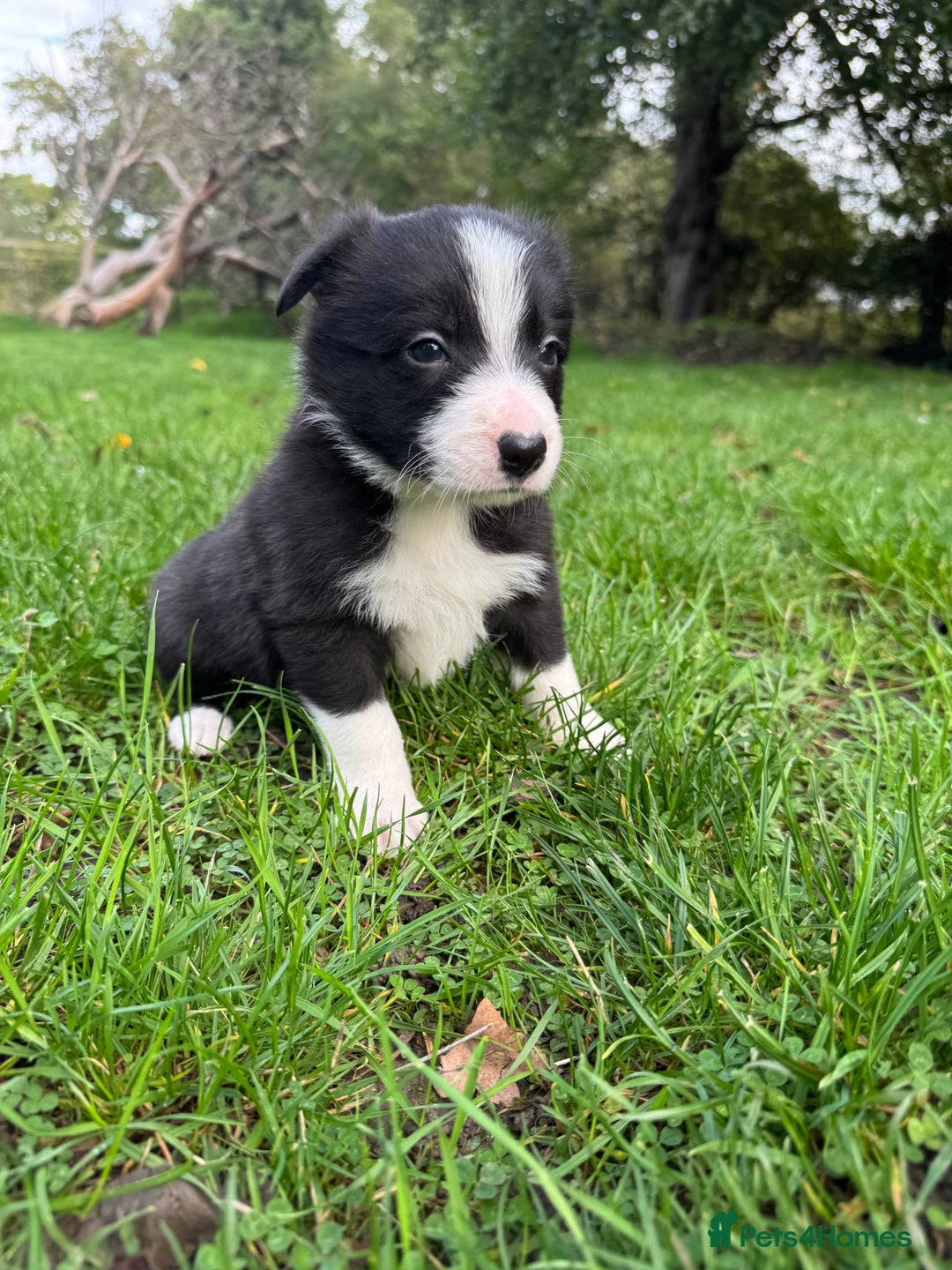 Border Collie dogs for sale: Pure Bred Border Collie Puppies For Sale - Image 9