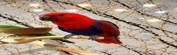 Mixed Breed birds for sale: Stunning Selection Baby HandReared Loving Parrot in Nottingham - Advert 7