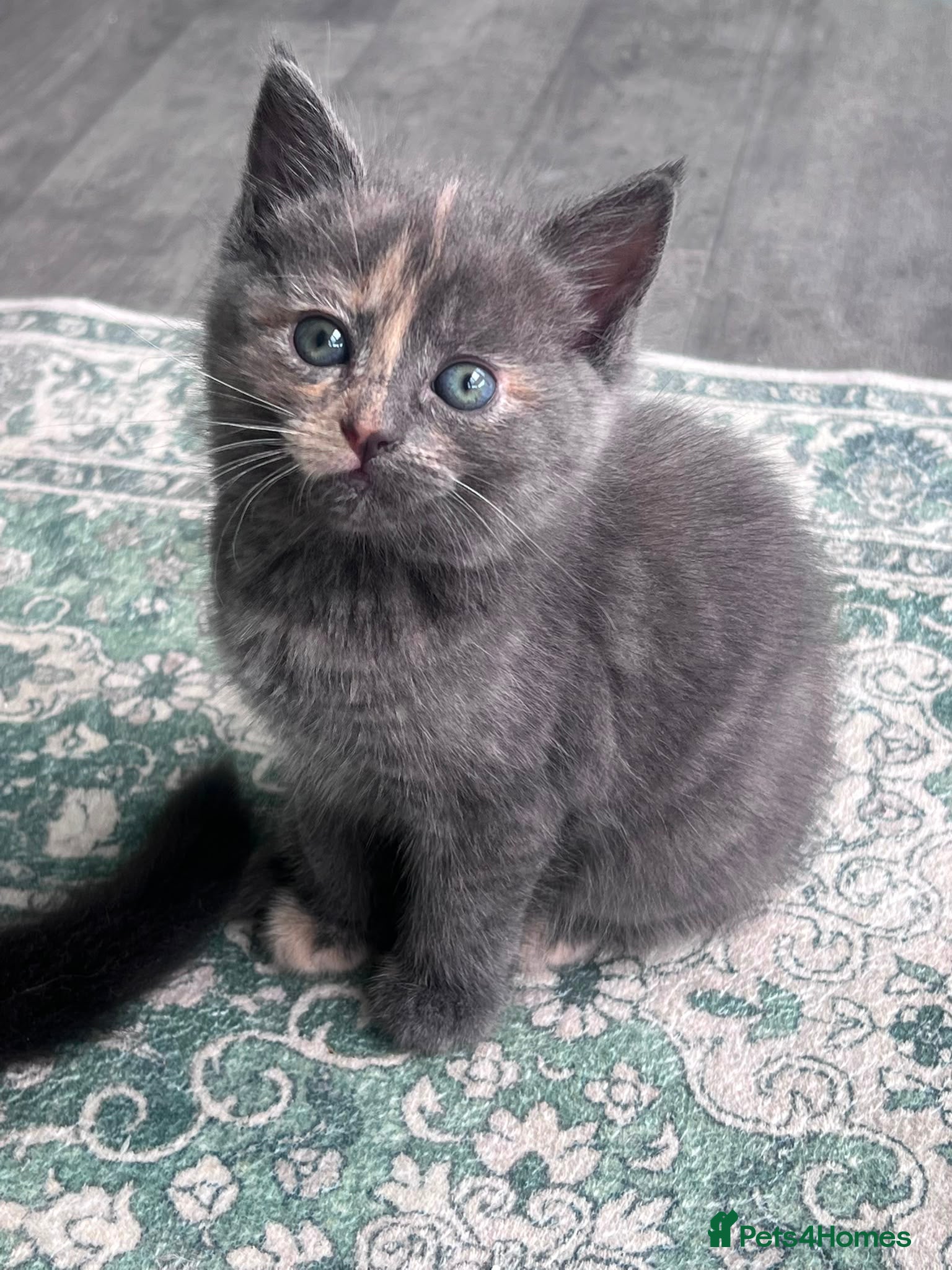 Mixed Breed cats for sale: Gorgeous kittens looking for their forever homes - Advert 1