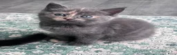 Mixed Breed cats for sale: Gorgeous kittens looking for their forever homes - Advert 1