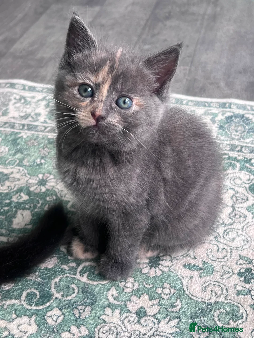 Mixed Breed cats for sale: Gorgeous kittens looking for their forever homes - Advert 1