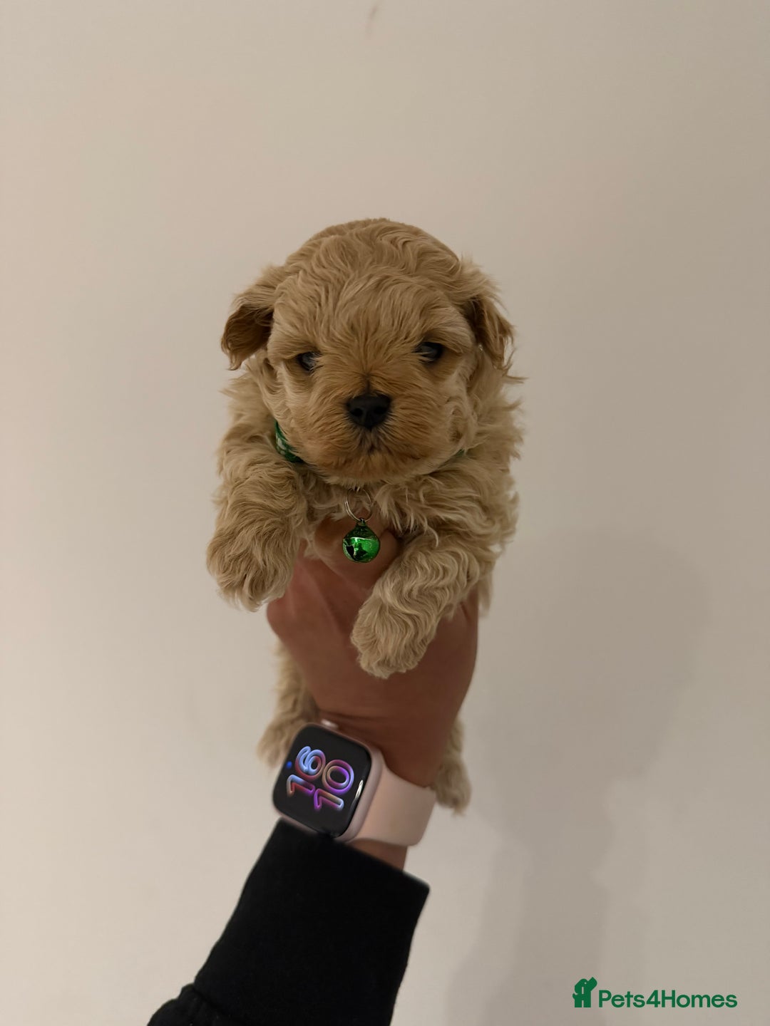 Maltipoo dogs for sale: Small Maltipoo puppy’s - Advert 20