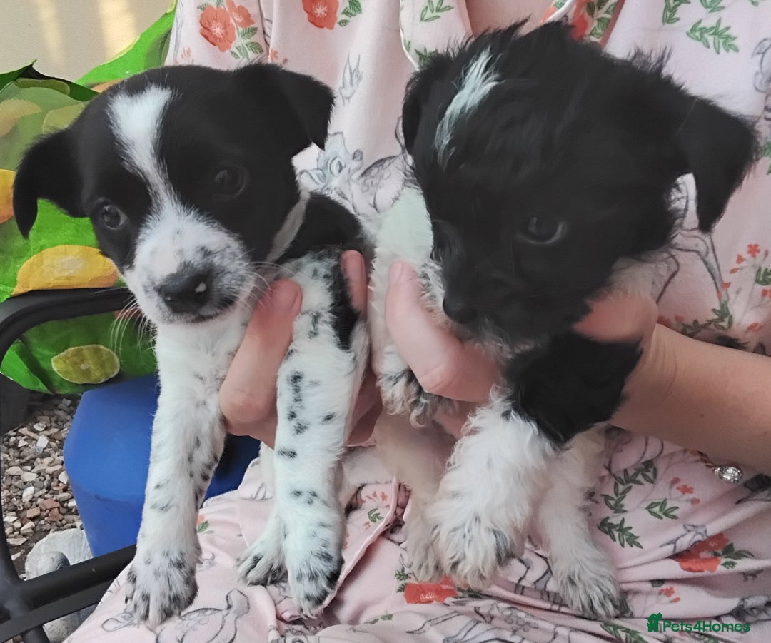Mixed Breed dogs for sale: Puppies  - Image 5