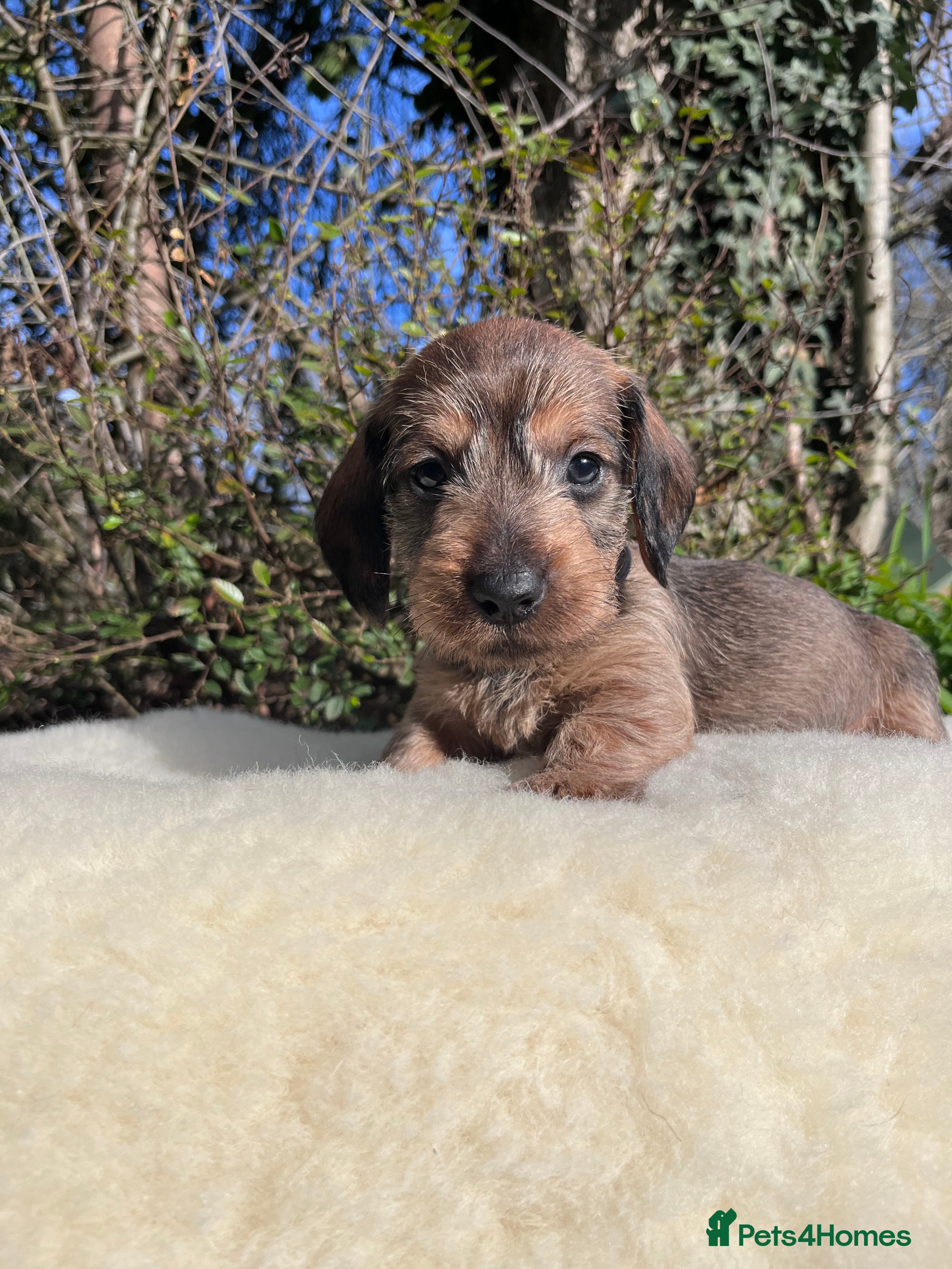 Dachshund dogs Outstanding KC Wire haired Dachshunds  - Advert 1