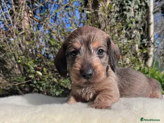 Dachshund dogs Outstanding KC Wire haired Dachshunds - Advert 1