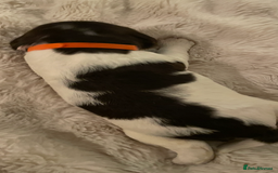 English Springer Spaniel dogs for sale: Exceptional English Springer Spaniels. - Image 11