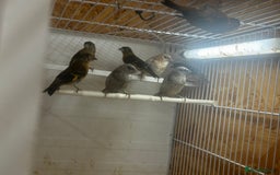 Finches birds for sale: Finches / mannikins / siskins / parrot finch  - Advert 7