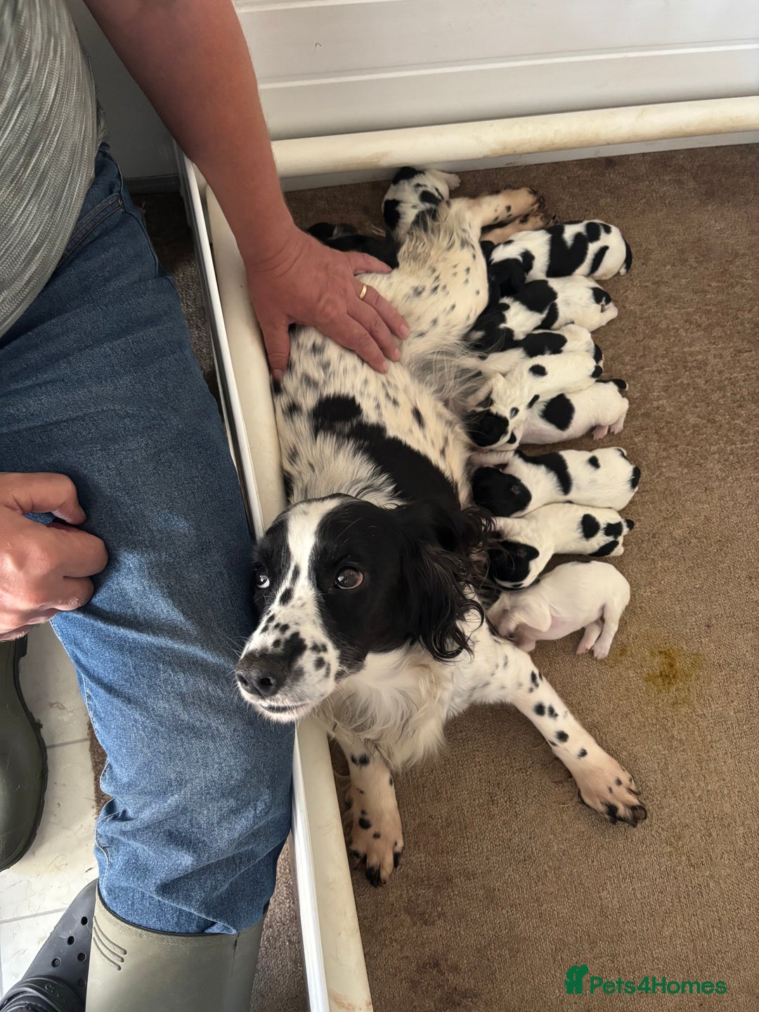 Sprocker dogs for sale: Sprocker puppies  - Image 8