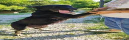 Mixed Breed dogs for adoption: Ayla, 2-3 yrs old. Available for adoption. in Brixham - Advert 3