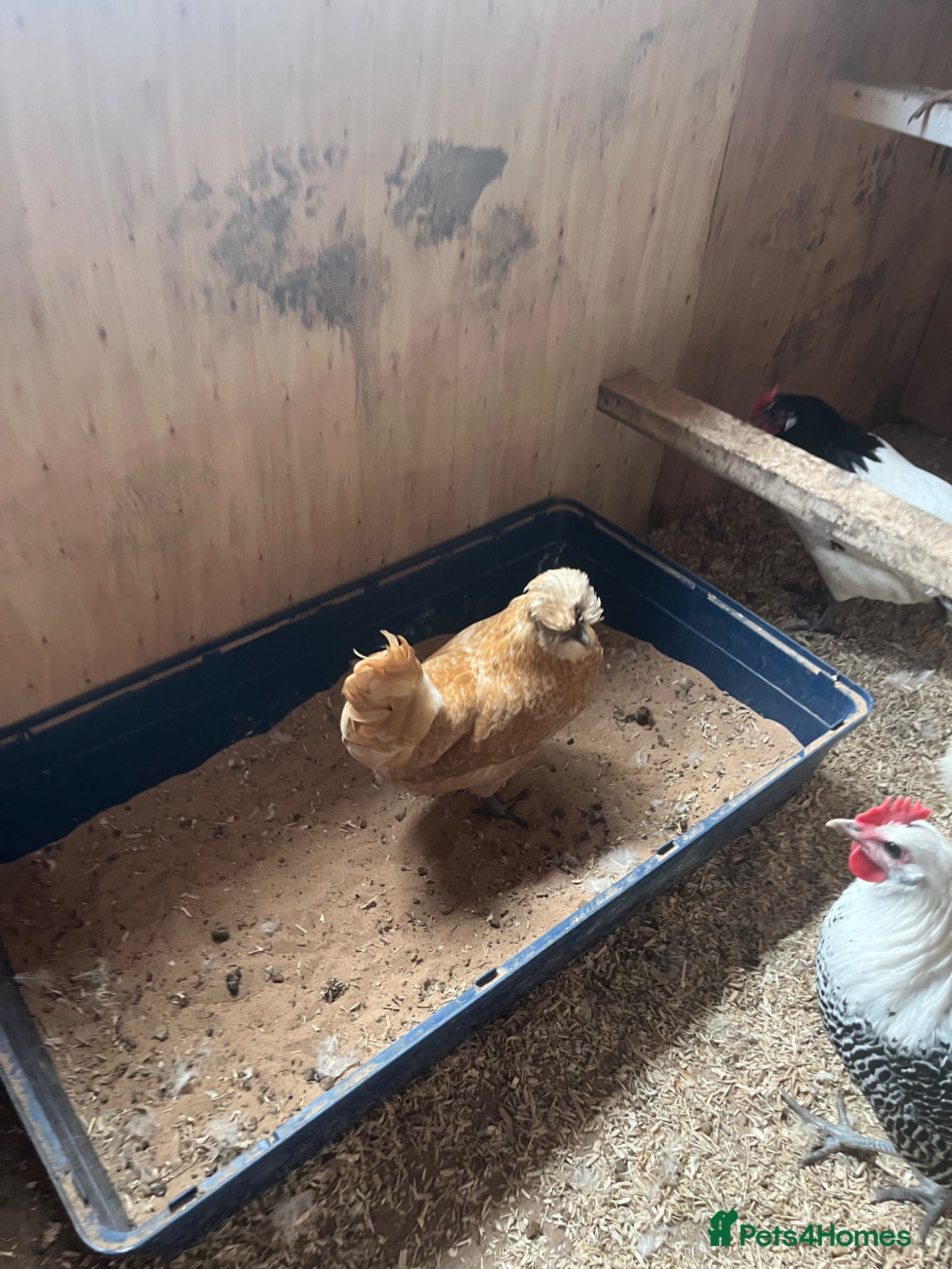 Chickens poultry for sale: Various breeds of chicken  - Advert 6