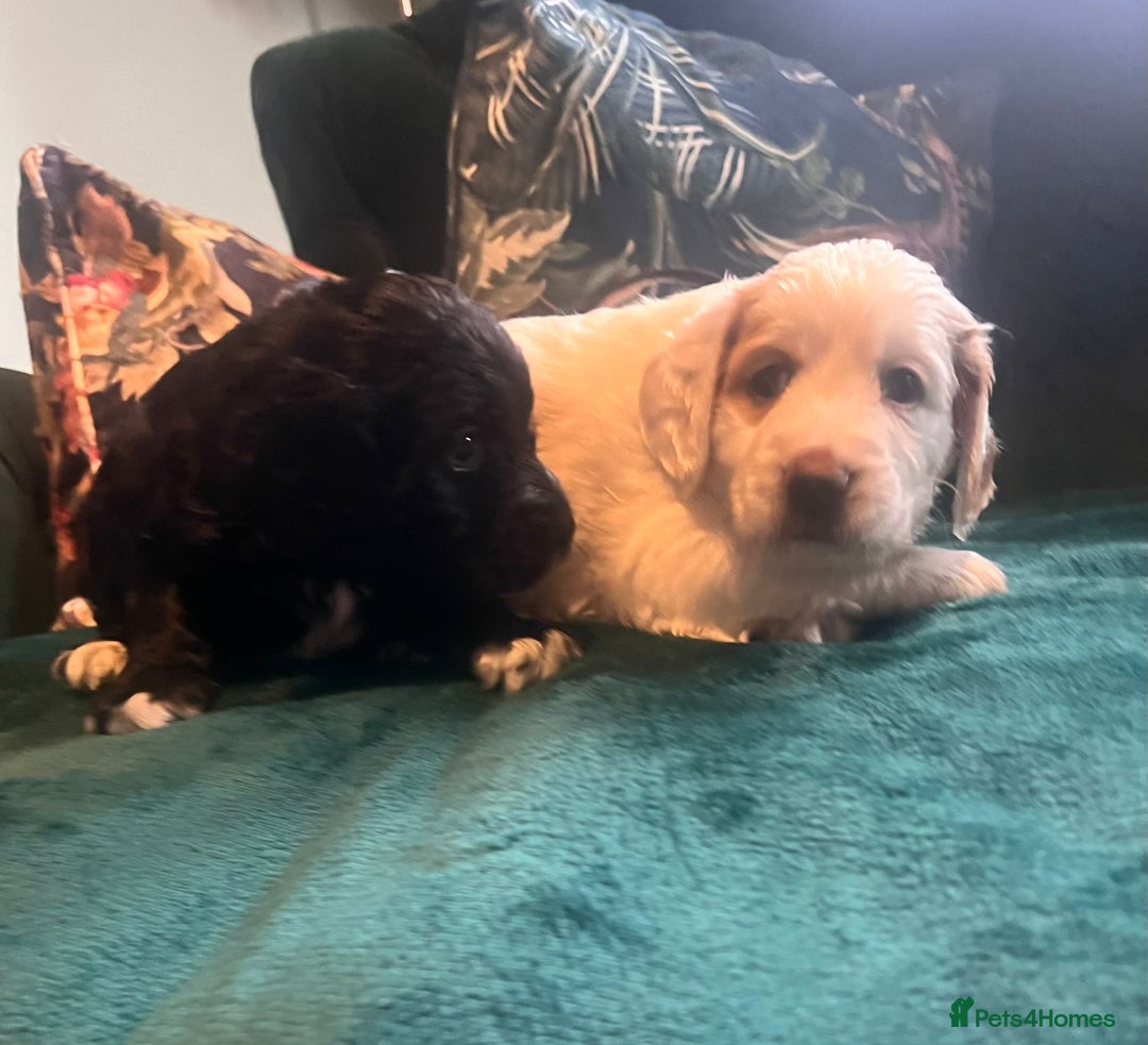 Clumber Spaniel dogs for sale: Clumber x puppies ready to leave 23/12/25 - Advert 1