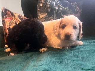 Clumber Spaniel dogs Clumber x puppies ready to leave 23/12/25 - Advert 1