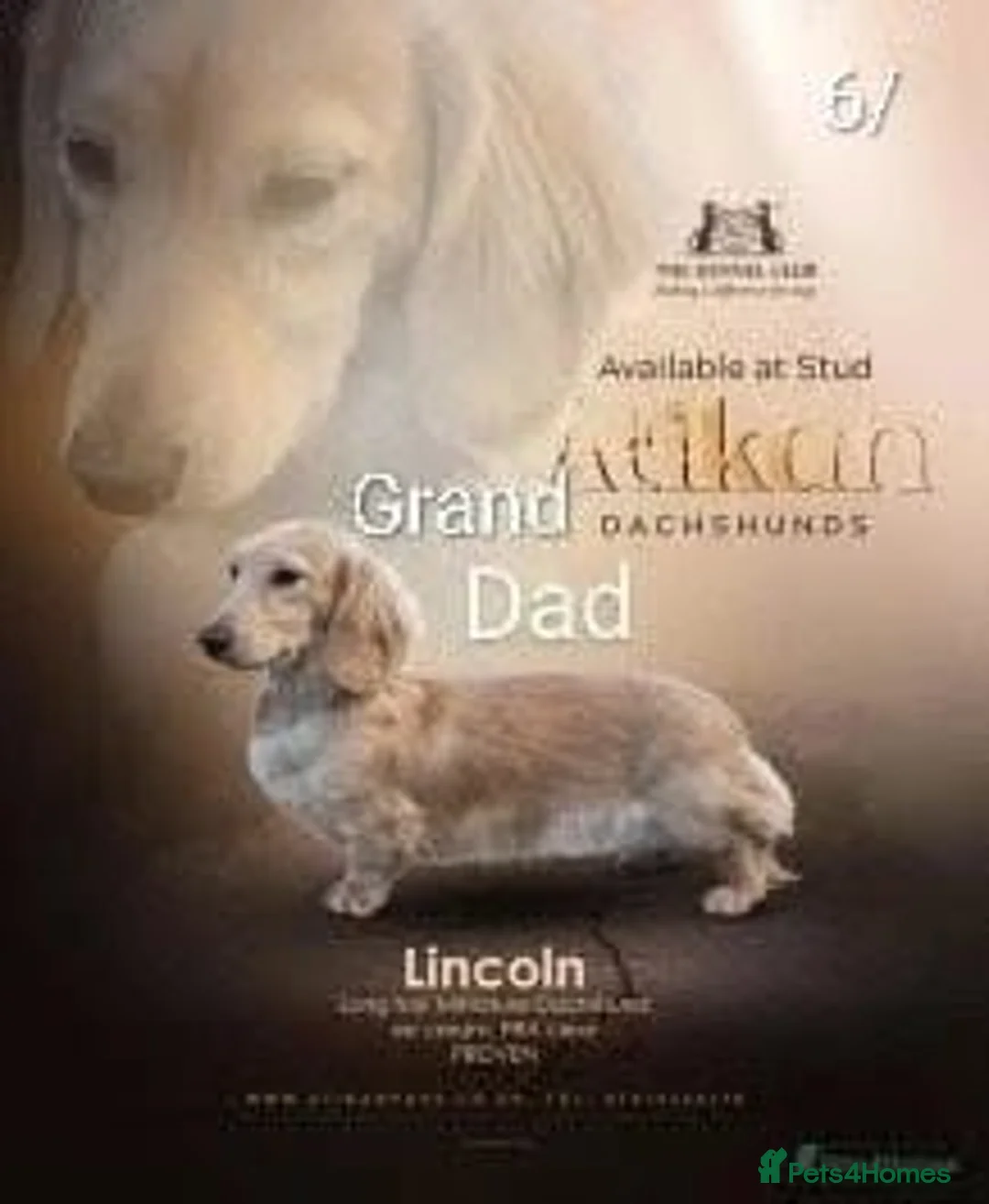 Miniature Dachshund dogs for sale: MINIATURE DACHSHUND ENGLISH CREAM LONG HAIR PUPPY  - Advert 6