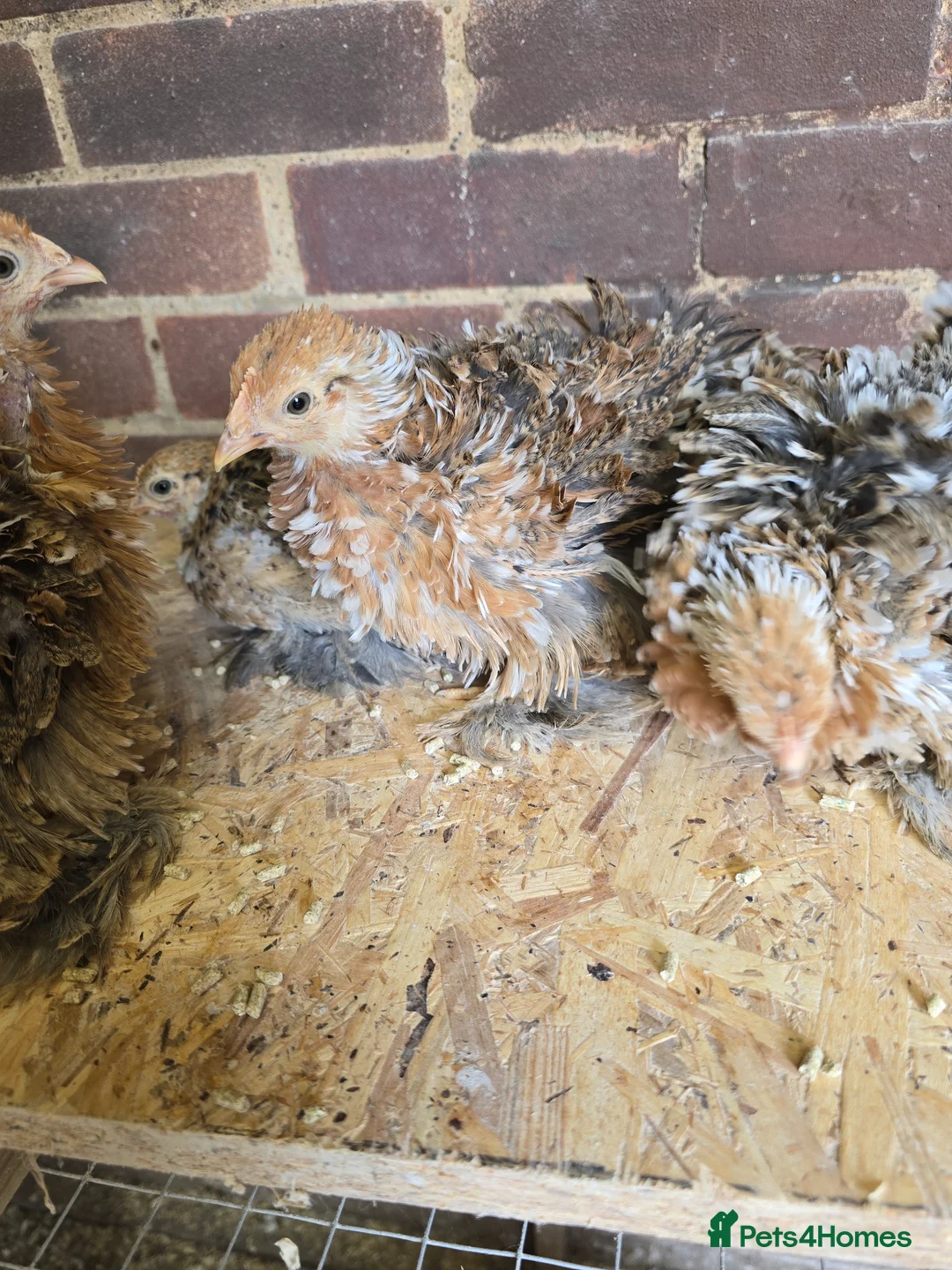 Chickens poultry for sale: Pekin Bantam pullet growers  - Advert 2