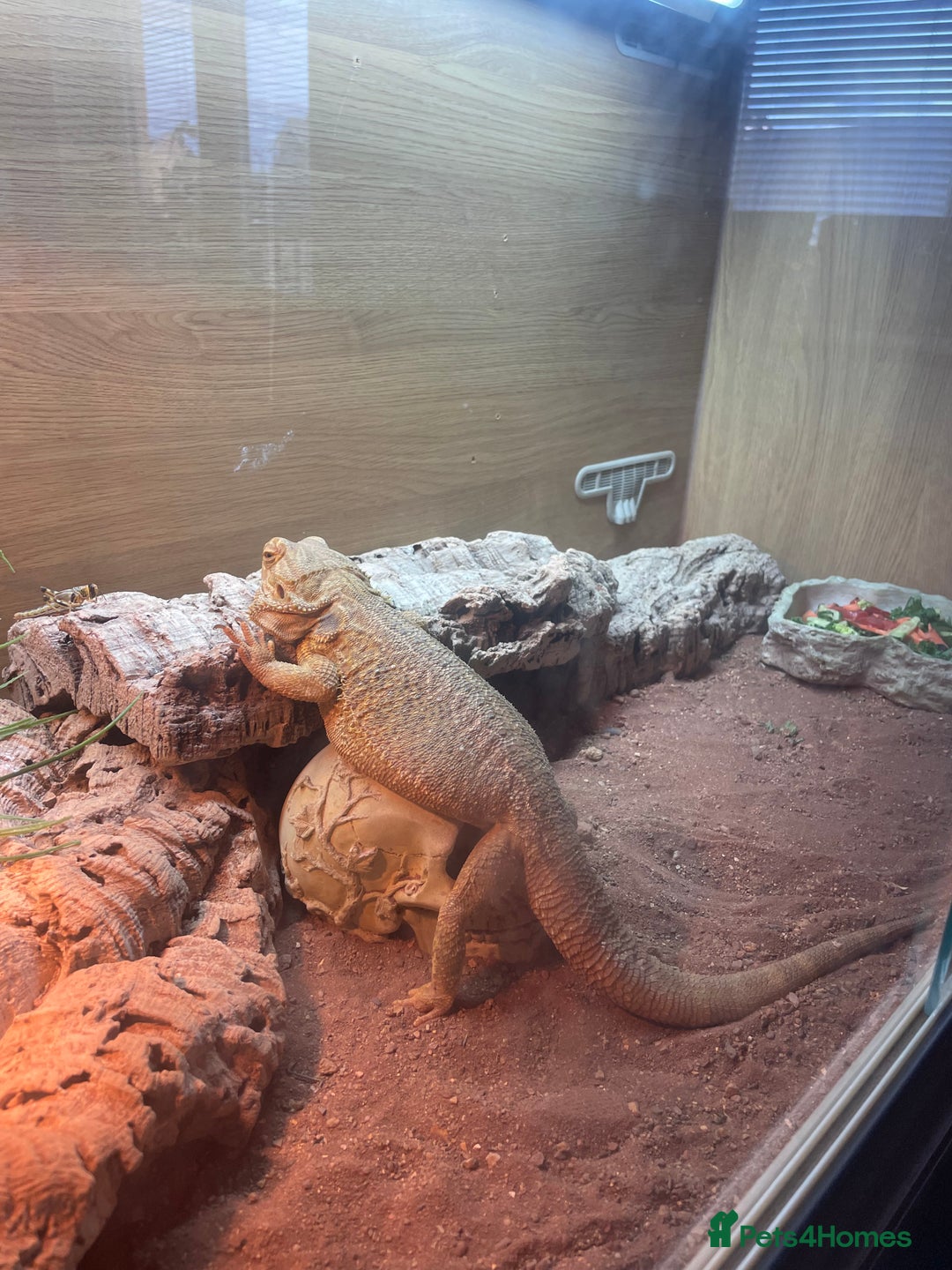 Bearded Dragon reptiles for sale: Male bearded dragon  - Advert 4