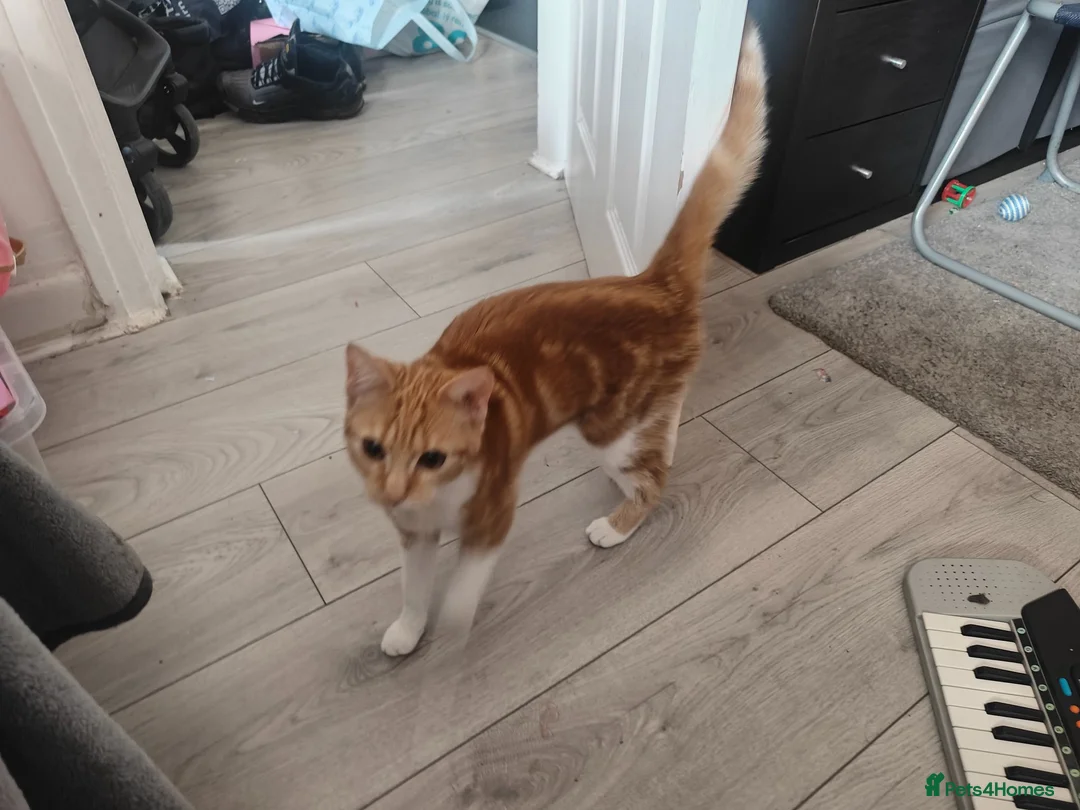 Mixed Breed cats for sale: Tabby kitten with everything you need  in Sheffield - Advert 1