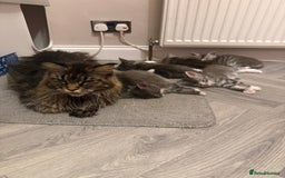Maine Coon cats for sale: Stunning Maine Coon Litter Of Kittens Ready Now - Advert 2