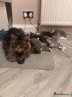 Maine Coon cats Stunning Maine Coon Litter Of Kittens Ready Now - Advert 1