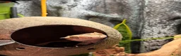 Gecko reptiles for sale: Crested Gecko  - Advert 4