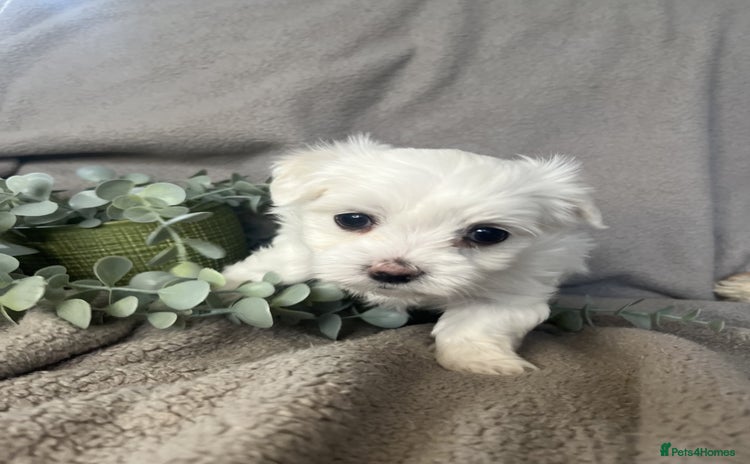 Maltese dogs - Advert 1