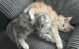 Maine Coon cats for sale: Main Coon kittens for sale - Image 19