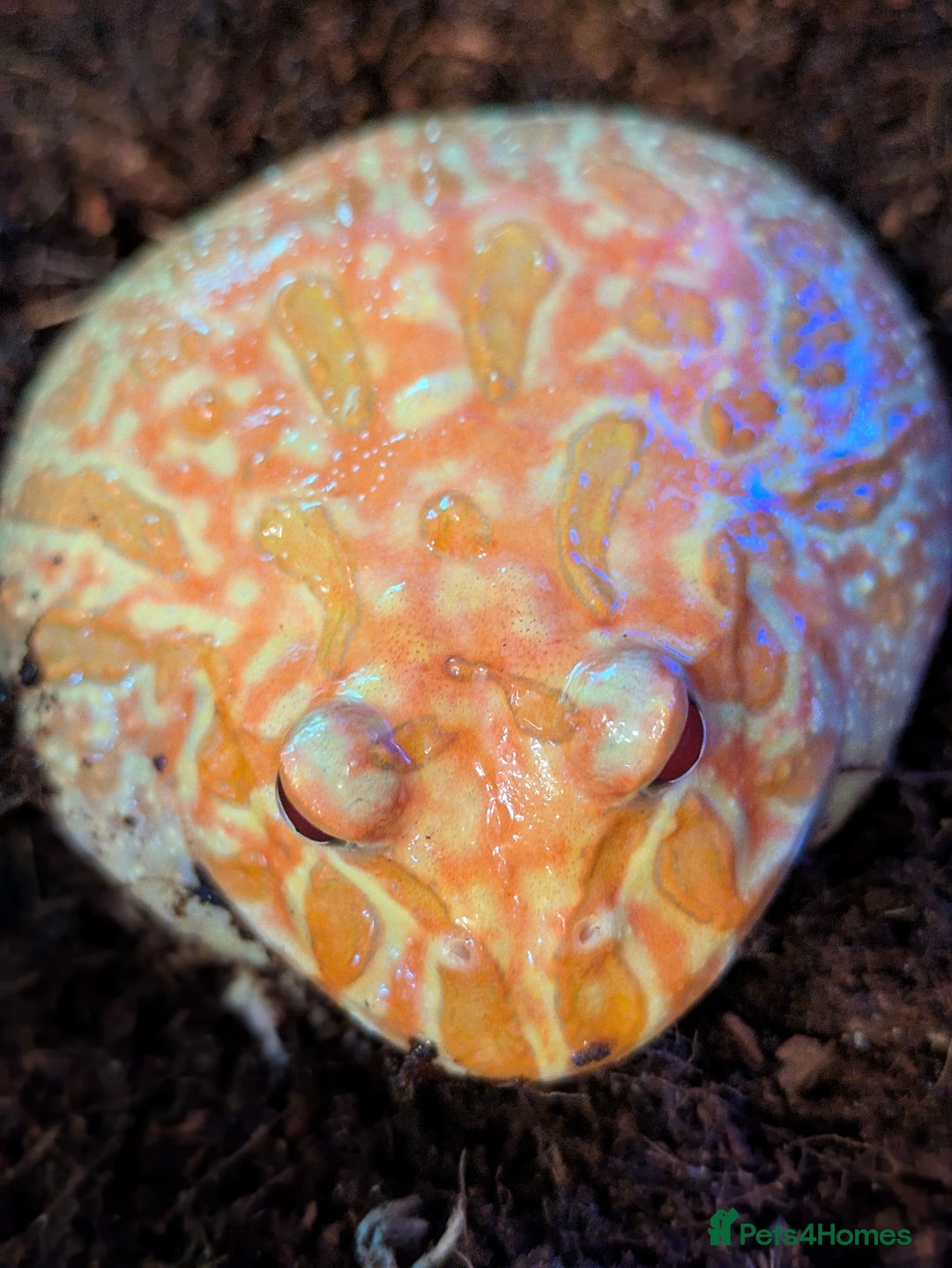 Frog reptiles for sale: Pacman frogs - Advert 4