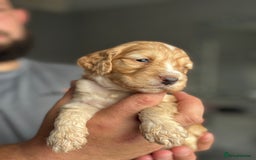 Cockapoo dogs for sale: OUTSTANDING FB1 COCKAPOOS - Image 14