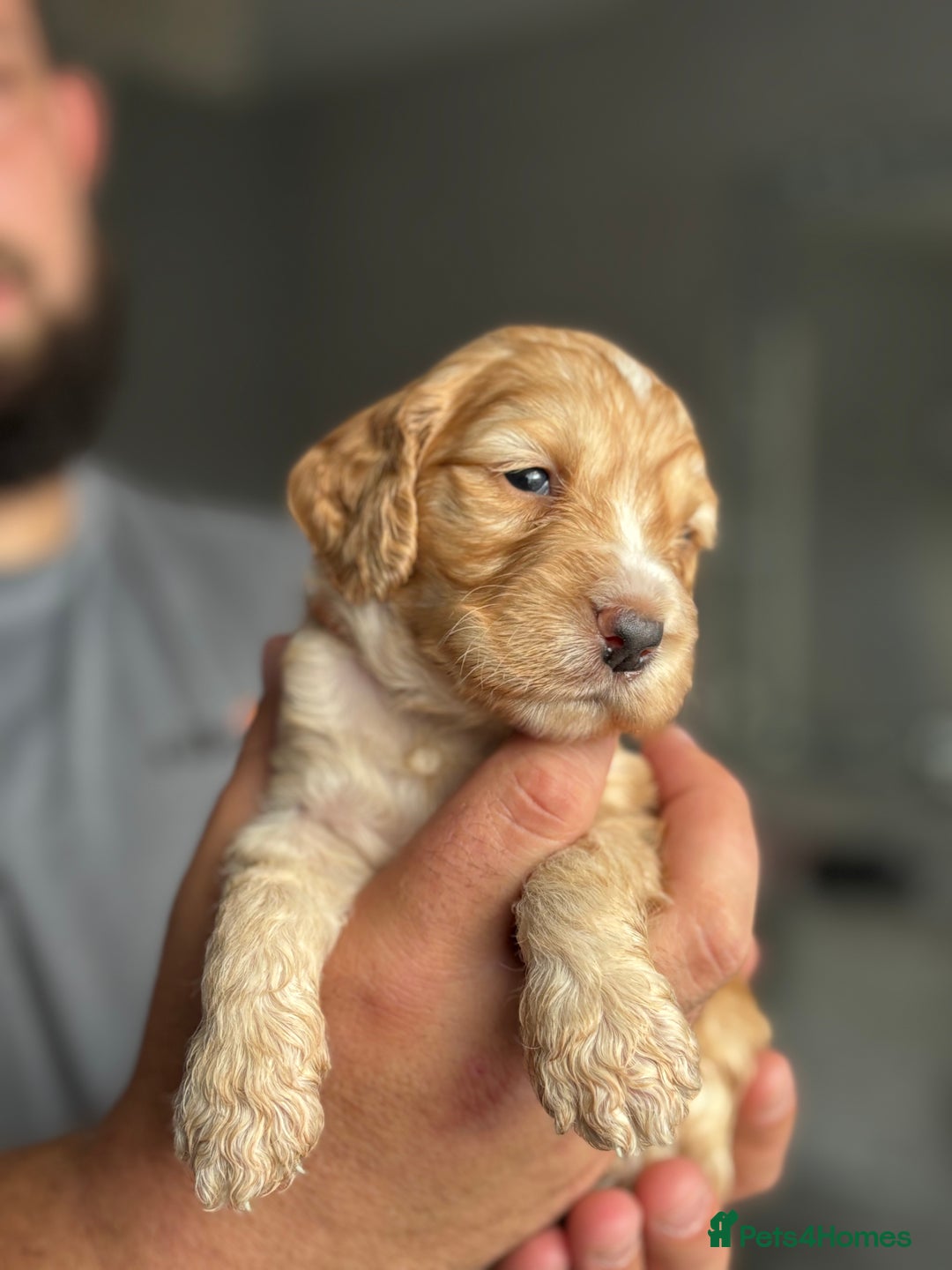 Cockapoo dogs for sale: OUTSTANDING FB1 COCKAPOOS - Image 14
