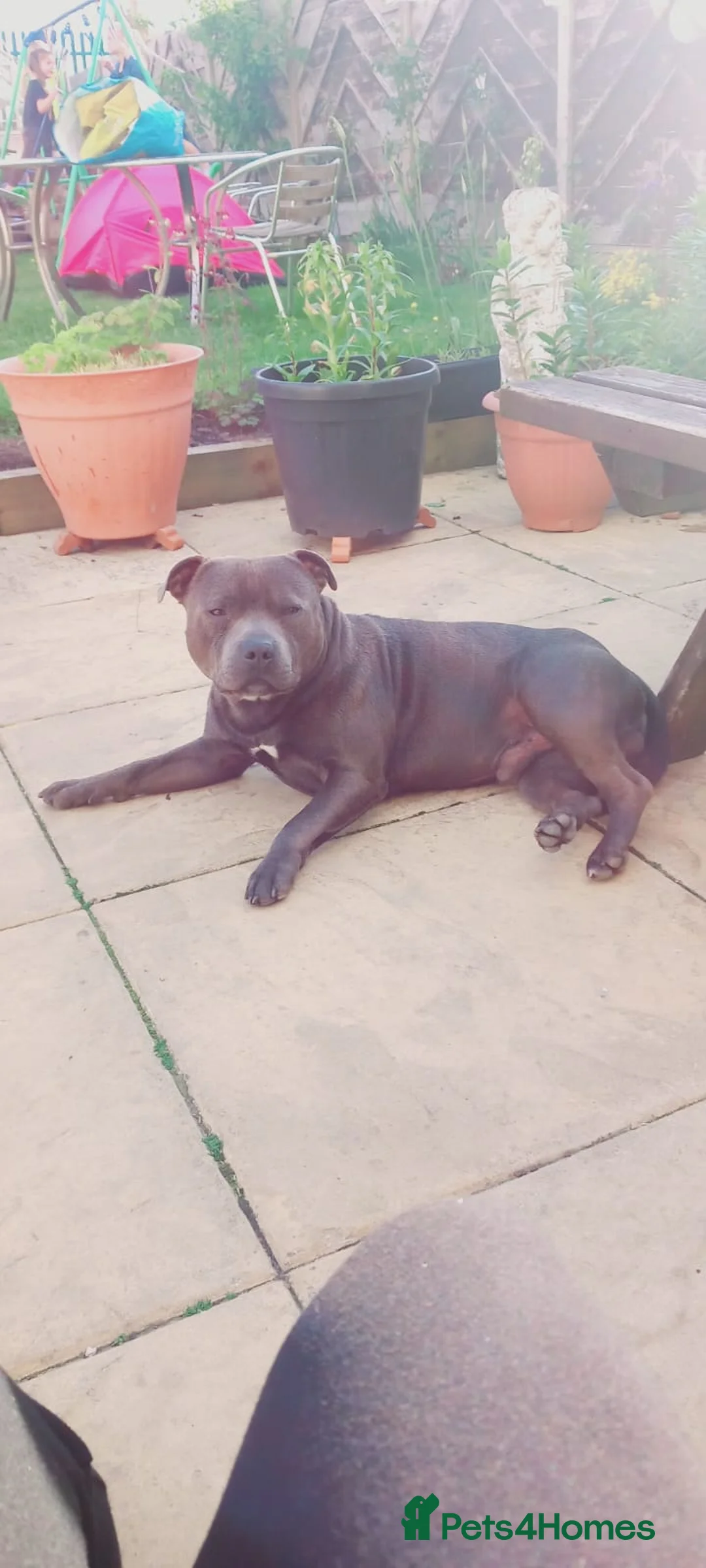 Staffordshire Bull Terrier dogs for stud: 👑Champion Blue Bloodline👑 - Axel - Advert 3