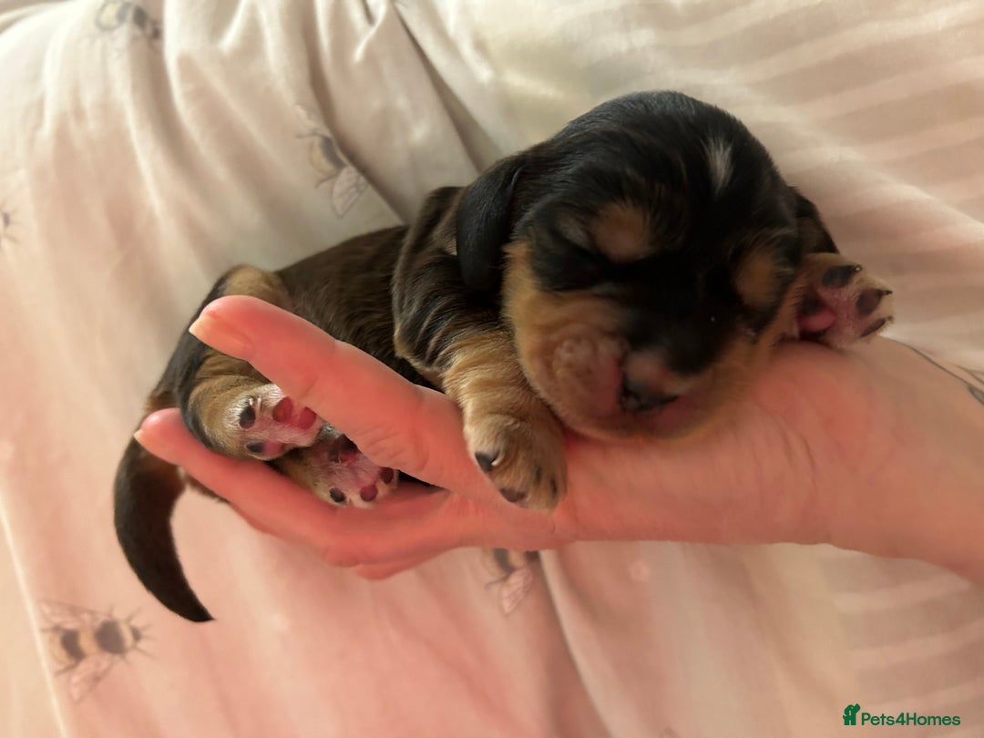 Cocker Spaniel dogs for sale: ⭐ Sable Show Cocker Spaniels ⭐  - Advert 10