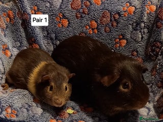 Guinea Pig rodents Bonded guinea pigs - Boars and Sows available - Advert 2