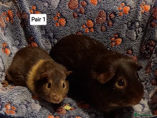 Guinea Pig rodents Guinea pigs - Lincolnshire based - Advert 21