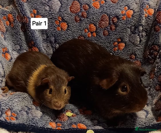 Guinea Pig rodents Bonded guinea pigs - Boars and Sows available - Advert 1