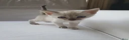 Bengal cats for sale: Stunning Bengal kittens for sale - Advert 16