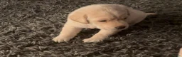Labrador Retriever dogs for sale: Labrador puppies - Advert 6