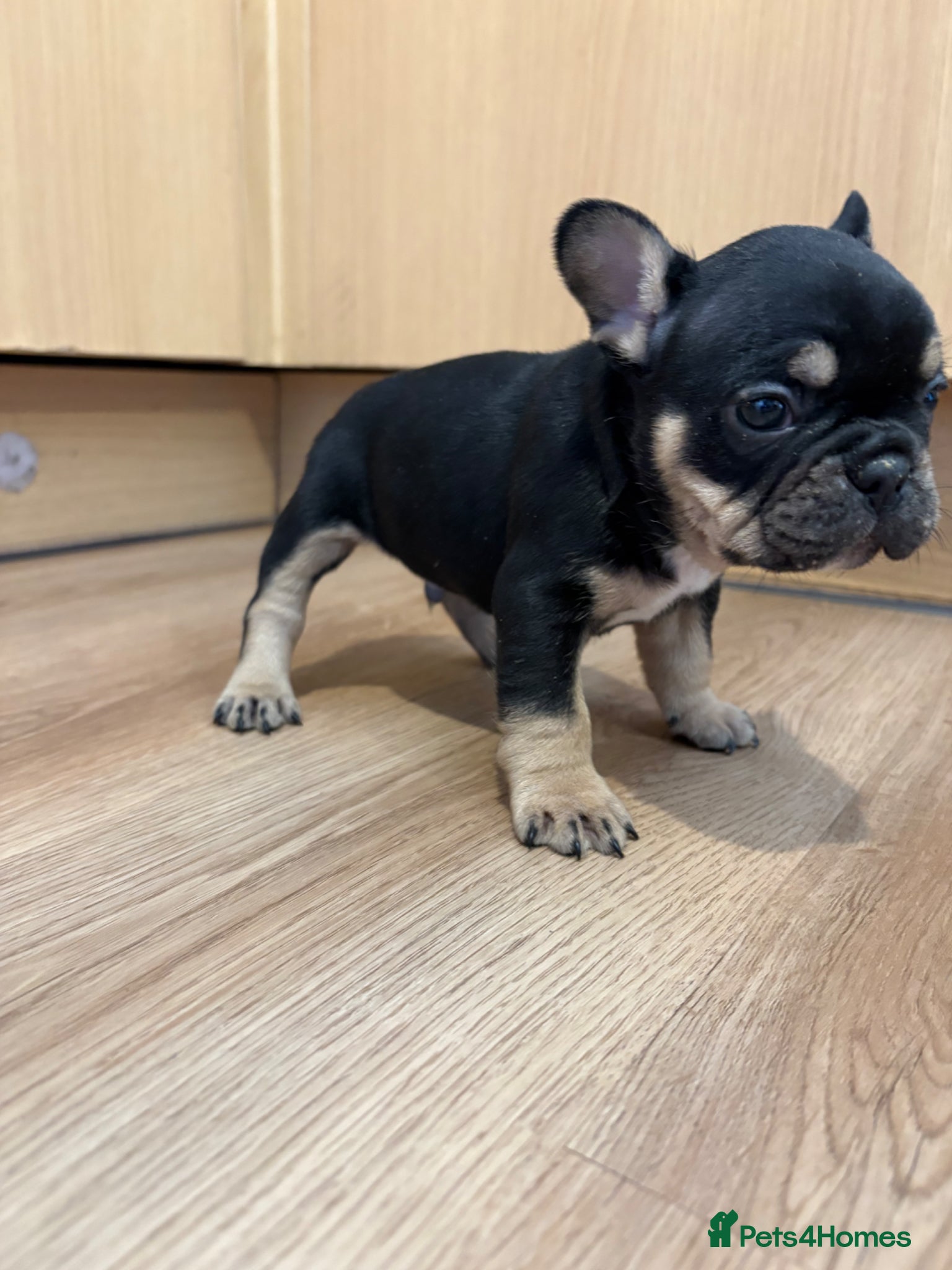 French Bulldog dogs French bulldogs puppy’s  - Advert 2