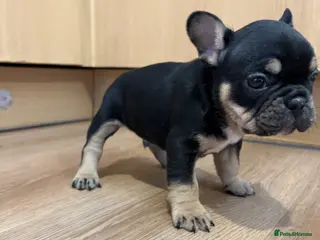 French Bulldog dogs French bulldogs puppy’s - Advert 2