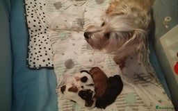 Mixed Breed dogs for sale: Yorkshire Terrier Colourful (Biewer) Puppies - Image 8
