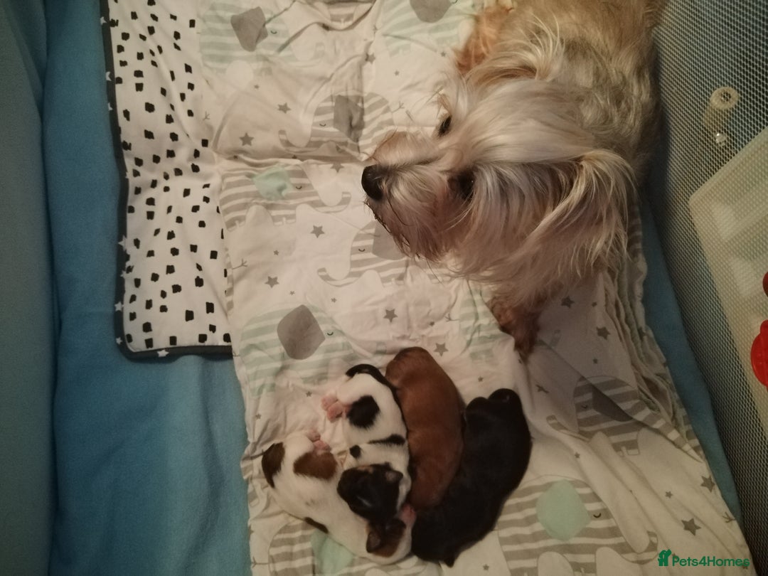 Mixed Breed dogs for sale: Yorkshire Terrier Colourful (Biewer) Puppies - Image 8
