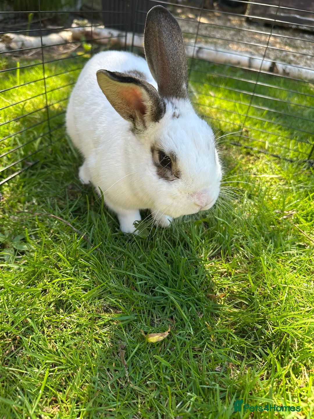 Mixed Breed rabbits for sale: Mixed breed rabbit for sale in Crewe - Advert 2