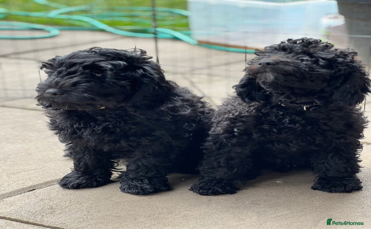 Mini Goldendoodle dogs - Advert 1