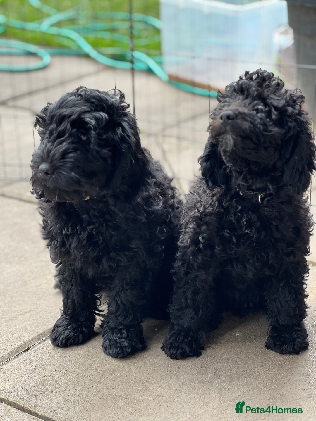 Mini Goldendoodle dogs for sale: Stunning mini F1bb Goldendoodles - Image 1