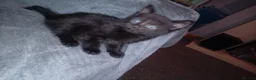 Mixed Breed cats for sale: 10 week old kittens looking for forever homes  in Newport - Advert 9