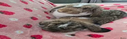 German Lop rabbits for sale: Pure German Lop 2 Bucks ☆silly tame - Advert 14