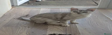 Bengal Roxy TICA