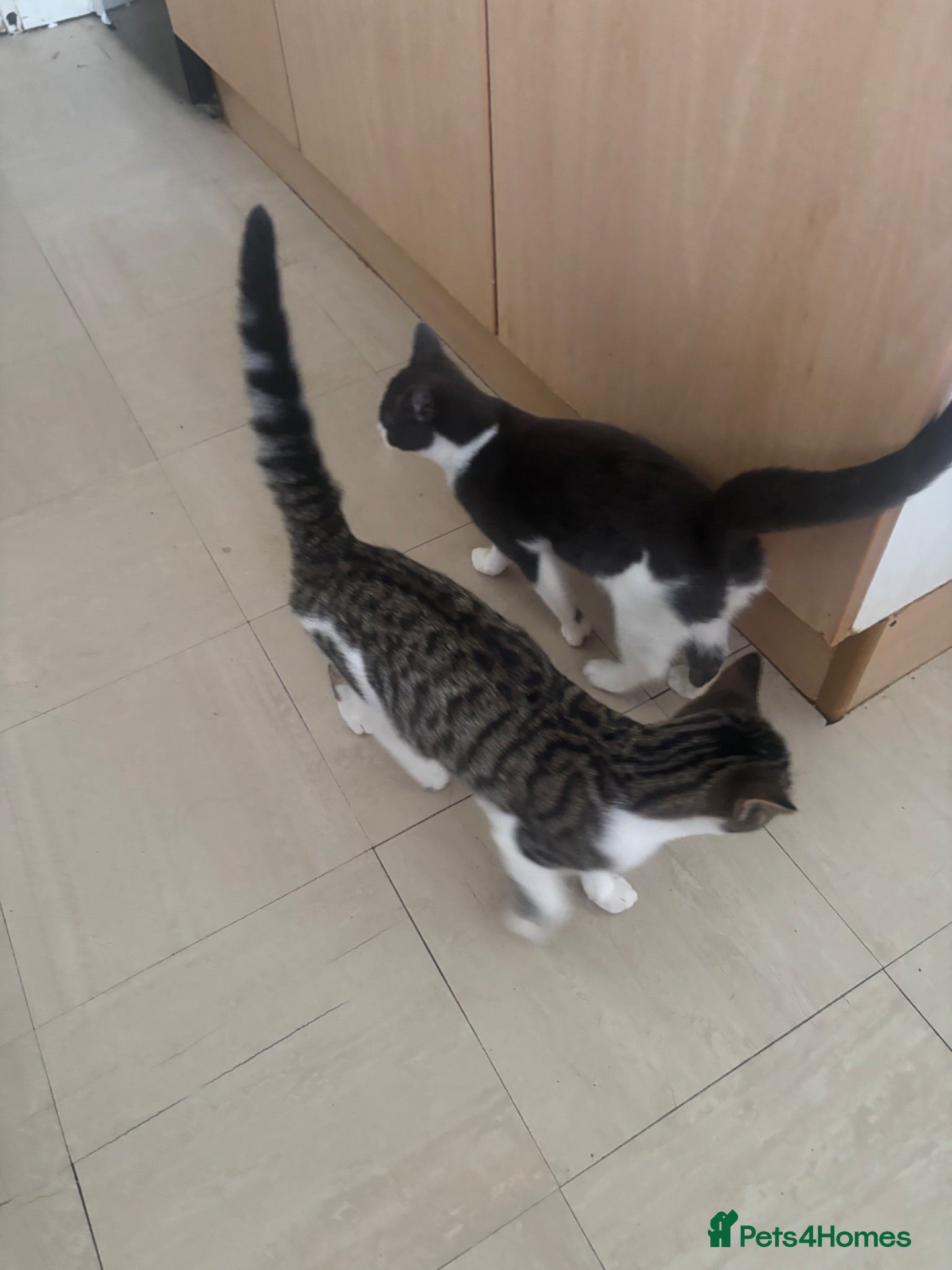 Mixed Breed cats Octavia & Emori Need a loving home together.  - Advert 14