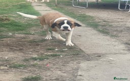 Saint Bernard dogs for sale: Lovely Saint Bernard girl  - Image 2