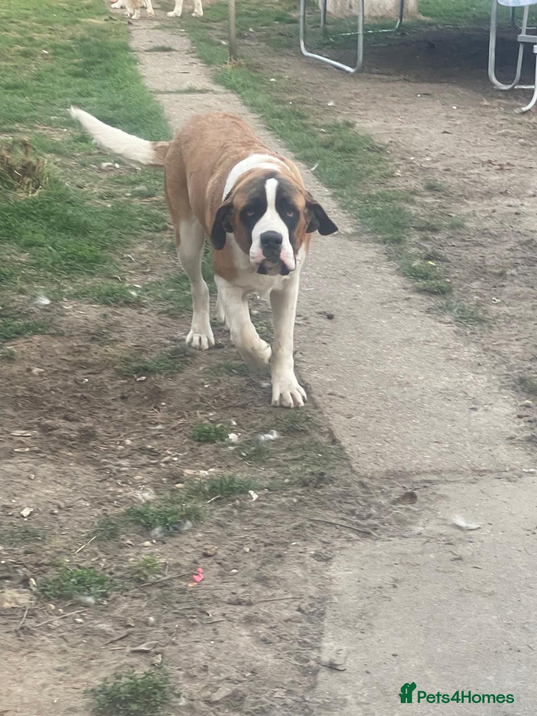 Saint Bernard dogs for sale: Lovely Saint Bernard girl  - Image 2