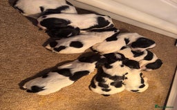 Sprocker dogs for sale: Sprocker puppies  - Image 6
