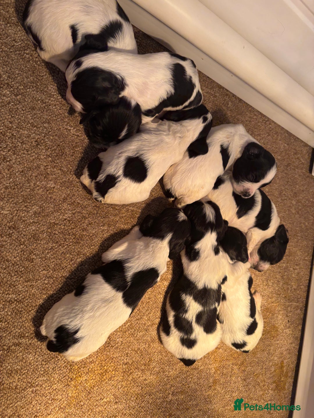 Sprocker dogs for sale: Sprocker puppies  - Image 6